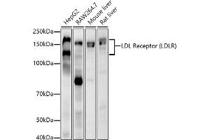 Western blot analysis of extracts of various cell lines, using LDL Receptor (LDLR) antibody  at 1:1000 dilution. (LDLR 抗体)