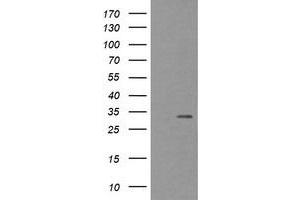 Image no. 1 for anti-Tryptase gamma 1 (TPSG1) (AA 20-283) antibody (ABIN1491162) (TPSG1 抗体  (AA 20-283))