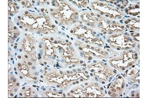 Immunohistochemical staining of paraffin-embedded Human pancreas tissue using anti-PFN1 mouse monoclonal antibody. (PFN1 抗体)