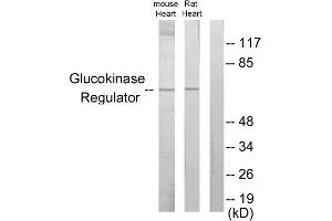 Western blot analysis of extracts from mouse heart cells and rat heart cells, using Glucokinase Regulator antibody. (GCKR 抗体  (Internal Region))