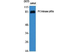Western Blot (WB) analysis of specific cells using PI 3-kinase p85alpha Polyclonal Antibody. (PIK3R1 抗体  (Internal Region))