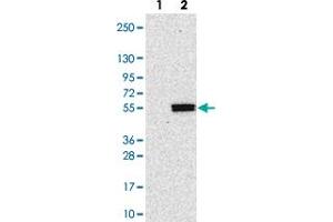 Western blot analysis of Lane 1: Negative control (vector only transfected HEK293T lysate). (POGLUT1 抗体)