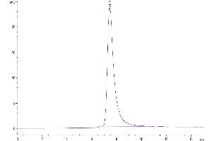 The purity of Mouse CD38 is greater than 95 % as determined by SEC-HPLC. (CD38 Protein (AA 45-304) (His tag))