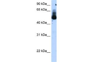WB Suggested Anti-TRIM21 Antibody Titration:  1. (TRIM21 抗体  (N-Term))