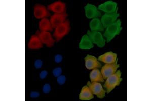 ABIN7096970 and ABIN7101037 staining Hela cells(45 min of heat-shock treatment) by IF/ICC. (PRRG1 抗体)