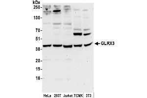 Western Blotting (WB) image for anti-Glutaredoxin 3 (GLRX3) (AA 275-325) antibody (ABIN7453095)
