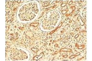 AP31712PU-N VPS41 antibody staining of paraffin embedded Human Kidney at 4 µg/ml. (VPS41 抗体  (Internal Region))