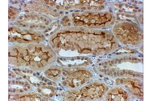ABIN4902585 (4µg/ml) staining of paraffin embedded Human Kidney. (COL4a3 抗体)