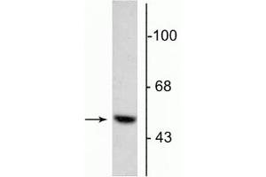 Western blot of 5 µg of bovine adrenal medulla lysate showing specific immunolabeling of the ~55 kDa DOPA decarboxylase protein. (DDC 抗体  (N-Term))