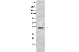 Western blot analysis of MAGA2 using 293 whole cell lysates (MAGEA2B 抗体  (C-Term))