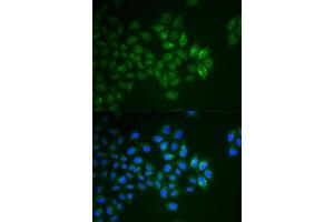 Immunofluorescence (IF) image for anti-Synaptotagmin I (SYT1) (AA 1-422) antibody (ABIN3021250)