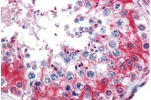 Human Testis (formalin-fixed, paraffin-embedded) stained with GAPDH antibody ABIN337259 at 5 ug/ml followed by biotinylated goat anti-rabbit IgG secondary antibody ABIN481713, alkaline phosphatase-streptavidin and chromogen. (GAPDH 抗体  (AA 73-87))