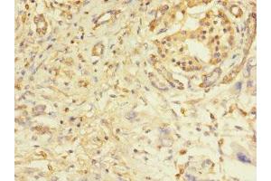 Immunohistochemistry of paraffin-embedded human pancreatic tissue using ABIN7162515 at dilution of 1:100 (PILRA 抗体  (AA 22-226))
