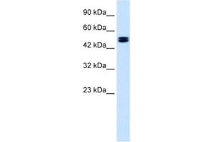Western Blotting (WB) image for anti-Chloride Channel, Voltage-Sensitive 6 (CLCN6) antibody (ABIN2461129) (CLCN6 抗体)