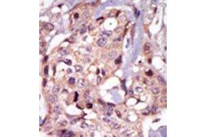 Image no. 2 for anti-Nuclear Receptor Subfamily 4, Group A, Member 3 (NR4A3) (Middle Region) antibody (ABIN2853628) (NR4A3 抗体  (Middle Region))