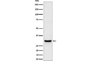 Western blot analysis of FRAT1 expression in HeLa cell lysate.