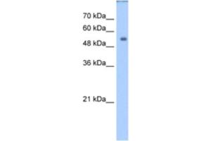 Western Blotting (WB) image for anti-Dihydropyrimidinase (DPYS) antibody (ABIN2462415) (DPYS 抗体)