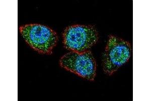 Confocal immunofluorescent analysis of Aurora-A antibody with HeLa cells followed by Alexa Fluor 488-conjugated goat anti-rabbit lgG (green). (Aurora A 抗体  (AA 364-392))