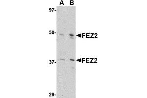 Western Blotting (WB) image for anti-Fasciculation and Elongation Protein zeta 2 (Zygin II) (FEZ2) (Middle Region) antibody (ABIN1030932) (FEZ2 抗体  (Middle Region))