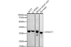 Western blot analysis of extracts of various cell lines, using HD antibody (ABIN6128008, ABIN6141659, ABIN6141660 and ABIN6221742) at 1:1000 dilution. (HDAC11 抗体  (AA 270-347))