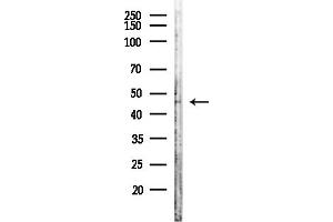 Western blot analysis of lysates from Rat lung, using STRAD Antibody at 1/1000 dilution.