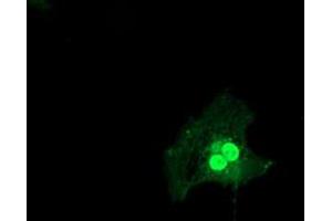 Anti-LSM1 mouse monoclonal antibody (ABIN2454738) immunofluorescent staining of COS7 cells transiently transfected by pCMV6-ENTRY LSM1 (RC200288). (LSM1 抗体)