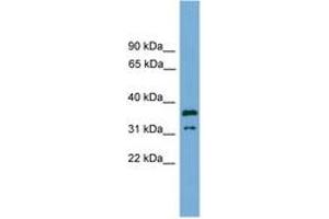 Image no. 1 for anti-Potassium Channel Tetramerisation Domain Containing 21 (KCTD21) (AA 143-192) antibody (ABIN6745065) (KCTD21 抗体  (AA 143-192))