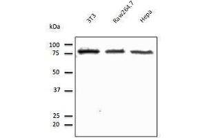 Anti-beta. (Calnexin 抗体  (C-Term))