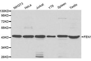 Western blot analysis of extracts of various cell lines, using FEN1 antibody. (FEN1 抗体  (AA 50-380))