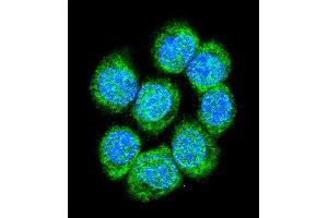Confocal immunofluorescent analysis of CTNB1 Antibody (C-term) (ABIN655178 and ABIN2844795) with 293 cell followed by Alexa Fluor 488-conjugated goat anti-rabbit lgG (green). (CTNNB1 抗体  (C-Term))