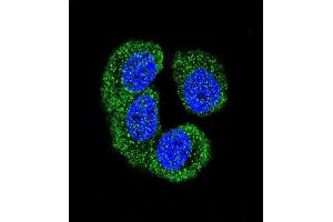 Confocal immunofluorescent analysis of NLK- Antibody (Center) (ABIN652357 and ABIN2841643) with MCF-7 cell followed by Alexa Fluor 488-conjugated goat anti-rabbit lgG (green). (Nemo-Like Kinase 抗体  (AA 275-300))