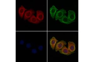 ABIN6258750 and ABIN6274361 staining Hela cells by IF/ICC.
