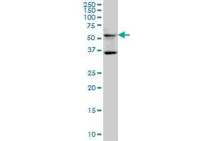 STAU2 monoclonal antibody (M01), clone 5C5 Western Blot analysis of STAU2 expression in IMR-32 . (Double-stranded RNA-binding protein Staufen homolog 2 (STAU2) (AA 2-90) 抗体)