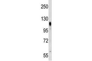 PROM2 antibody western blot analysis in NCI-H292 lysate. (Prominin 2 抗体  (AA 440-466))