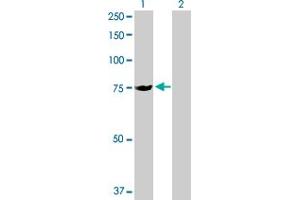Western Blot analysis of SLC25A13 expression in transfected 293T cell line by SLC25A13 MaxPab polyclonal antibody.
