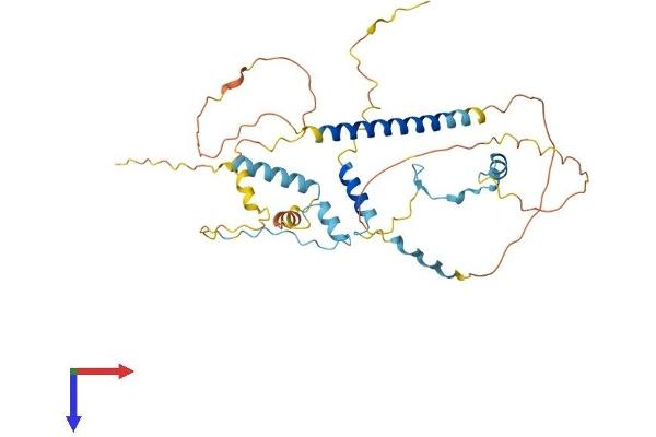 FAM54A Protein (AA 1-361) (His tag)