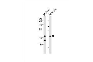 Western blot analysis of lysates from mouse liver, mouse testis tissue (from left to right), using (Mouse) Dppa3 Antibody (C-term) (ABIN6242289 and ABIN6577718). (DPPA3 抗体  (C-Term))