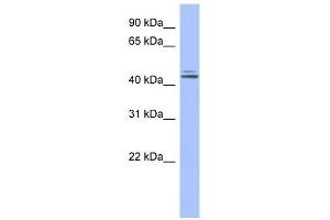 ORC4L antibody used at 1 ug/ml to detect target protein. (ORC4 抗体)