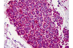 Anti-CAPN1 / Calpain 1 antibody IHC of human breast. (CAPN1 抗体)