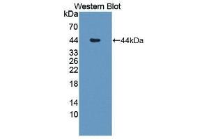 Western Blotting (WB) image for anti-Interleukin 12 beta (IL12B) (AA 23-327) antibody (ABIN3209542) (IL12B 抗体  (AA 23-327))
