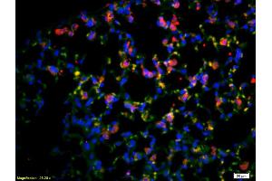 Immunofluorescence (IF) image for anti-CD4 (CD4) (AA 385-457) antibody (ABIN671376)
