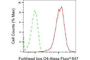 Flow cytometric analysis of Forkhead box O4 expression in HeLa cells using Forkhead box O4 antibody (ABIN7798649), 1:2,000).