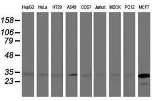 Image no. 3 for anti-Bridging Integrator 3 (BIN3) antibody (ABIN1496922) (BIN3 抗体)