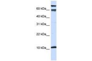 Image no. 1 for anti-Galanin (GAL) (AA 36-85) antibody (ABIN6741496) (Galanin 抗体  (AA 36-85))