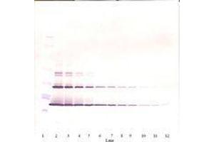 Image no. 4 for anti-KIT Ligand (KITLG) antibody (ABIN465573)