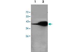 Western blot analysis of human fetal lung (Lane 1) and rat liver (Lane 2) lysate with AKR7A2 polyclonal antibody  at 1 : 500 dilution. (AKR7A2 抗体  (AA 184-329))
