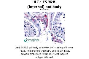 Image no. 1 for anti-Estrogen-Related Receptor beta (ESRRB) (Internal Region) antibody (ABIN1734151) (ESRRB 抗体  (Internal Region))