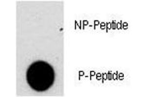 Dot Blot (DB) image for anti-Nuclear Factor of Activated T-Cells, Cytoplasmic, Calcineurin-Dependent 2 (NFAT1) (pSer330) antibody (ABIN3029744)