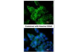 ICC/IF Image Immunofluorescence analysis of paraformaldehyde-fixed mouse ESC D3, using LPL, antibody at 1:200 dilution. (Lipoprotein Lipase 抗体)