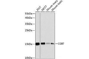 Western blot analysis of extracts of various cell lines using CGB7 Polyclonal Antibody at dilution of 1:1000. (CGB7 抗体)
